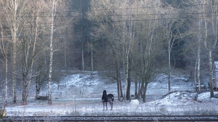 Horse, Sheep between Foirach and Streitgarn, Austria